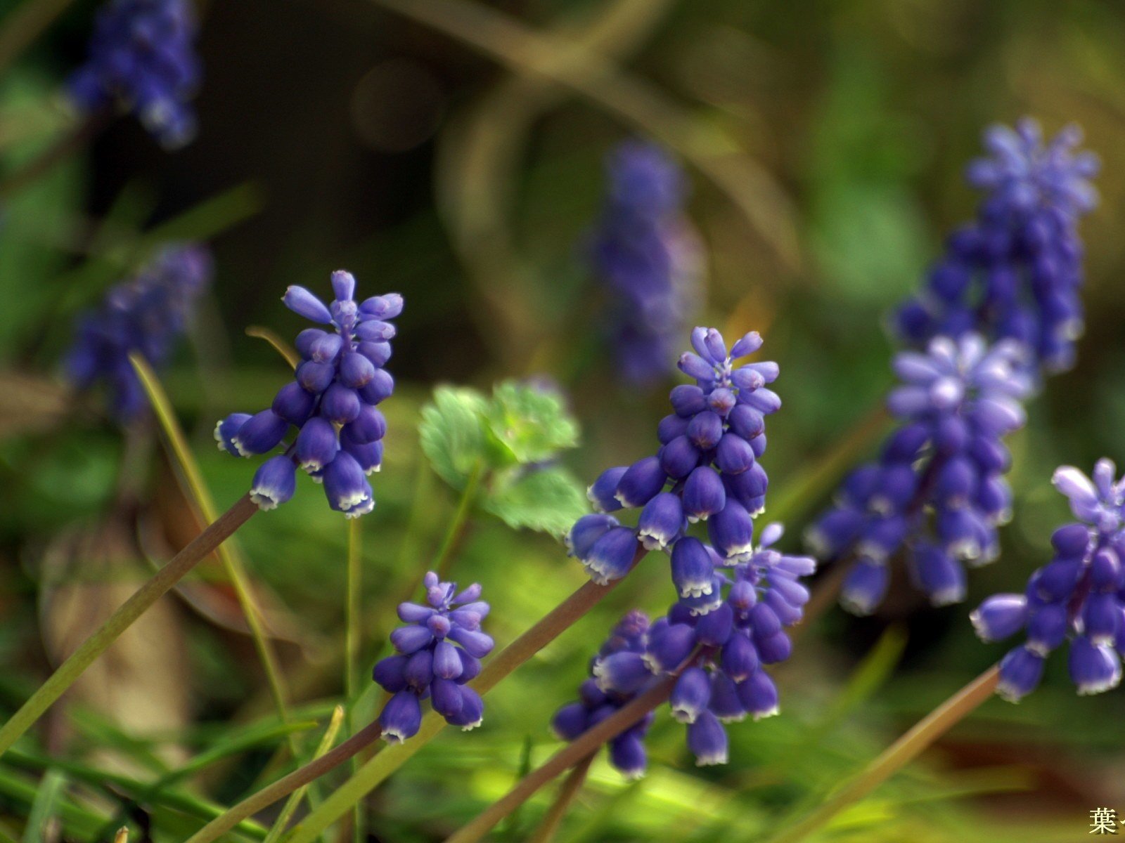 Обои цветы, весна, мускари, flowers, spring, muscari разрешение 1920x1200 Загрузить