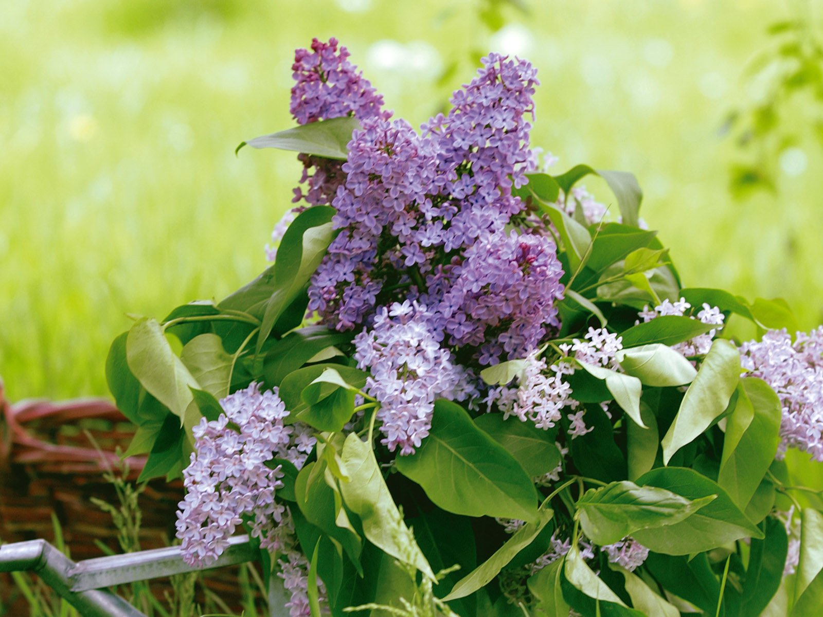 Обои зелень, листья, букет, корзина, сирень, лейка, greens, leaves, bouquet, basket, lilac, lake разрешение 1920x1200 Загрузить