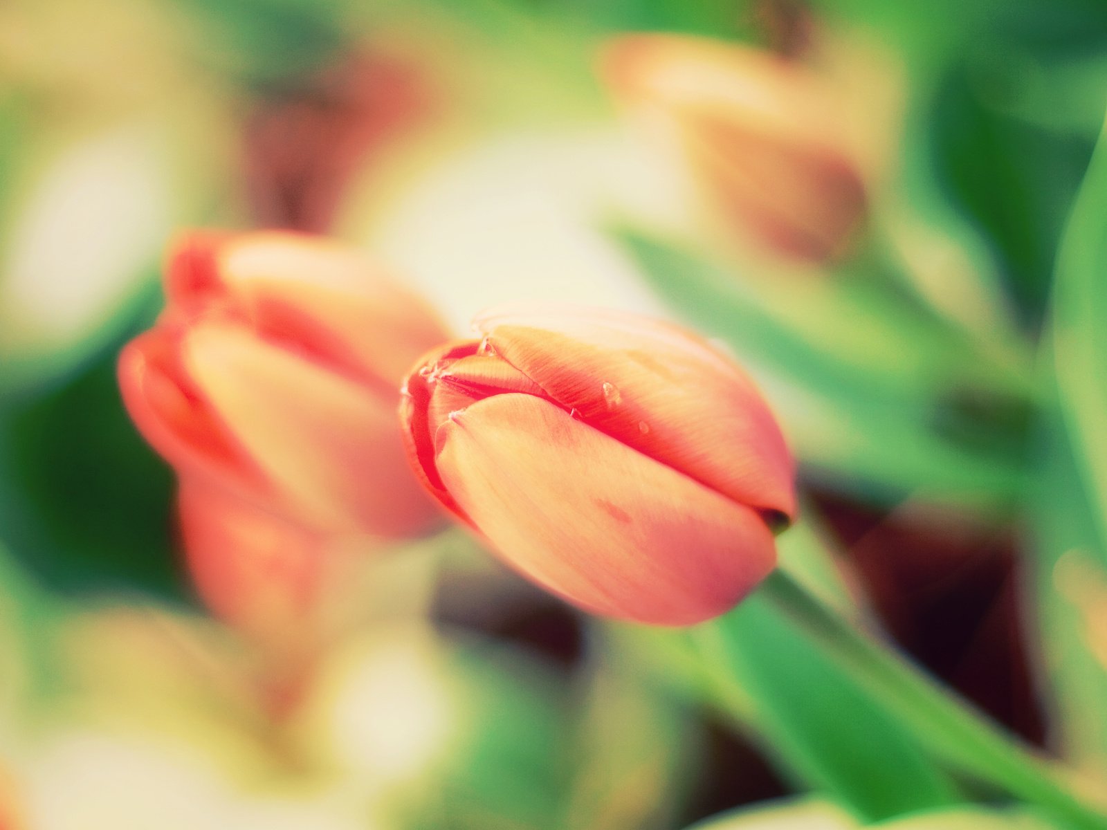 Обои цветы, природа, тюльпаны, flowers, nature, tulips разрешение 2560x1600 Загрузить