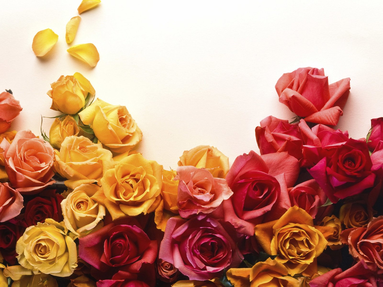 Обои бутоны, розы, buds, roses разрешение 2560x1600 Загрузить