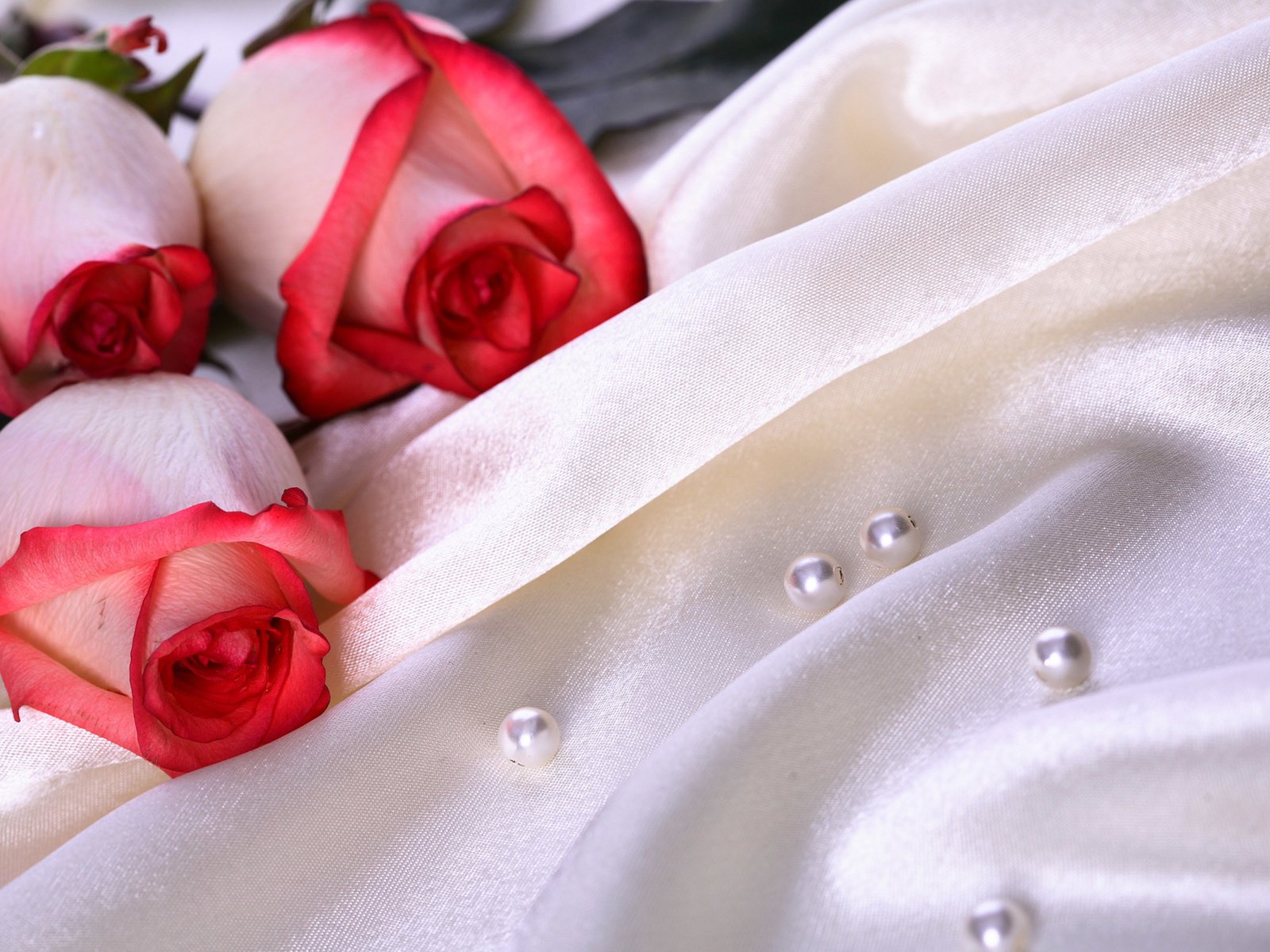Обои цветы, розы, ткань, три, шелк, жемчуг, атлас, flowers, roses, fabric, three, silk, pearl, atlas разрешение 2560x1600 Загрузить