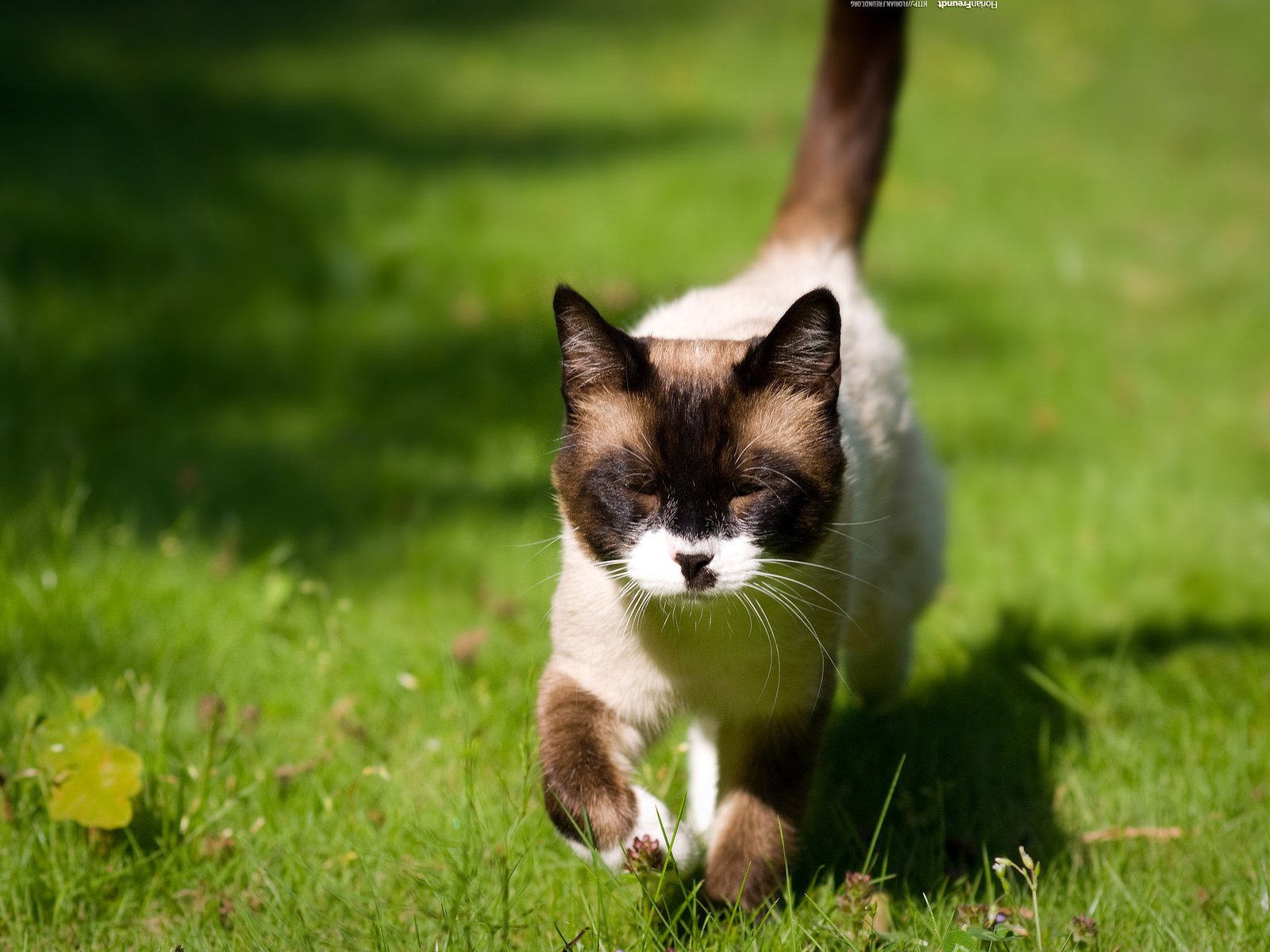 Обои глаза, трава, кошка, взгляд, eyes, grass, cat, look разрешение 2560x1600 Загрузить