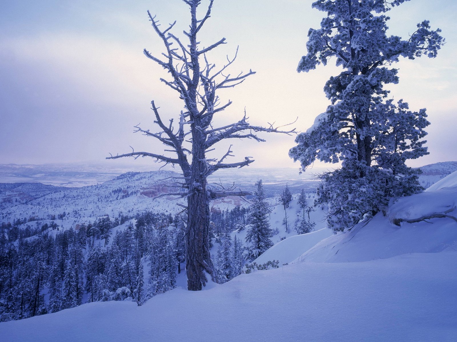 Обои деревья, горы, снег, зима, ветки, холм, trees, mountains, snow, winter, branches, hill разрешение 1920x1200 Загрузить