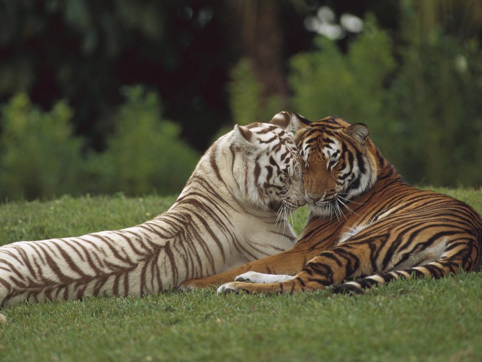Обои хищник, любовь, пара, дикая кошка, тигры, predator, love, pair, wild cat, tigers разрешение 1920x1200 Загрузить