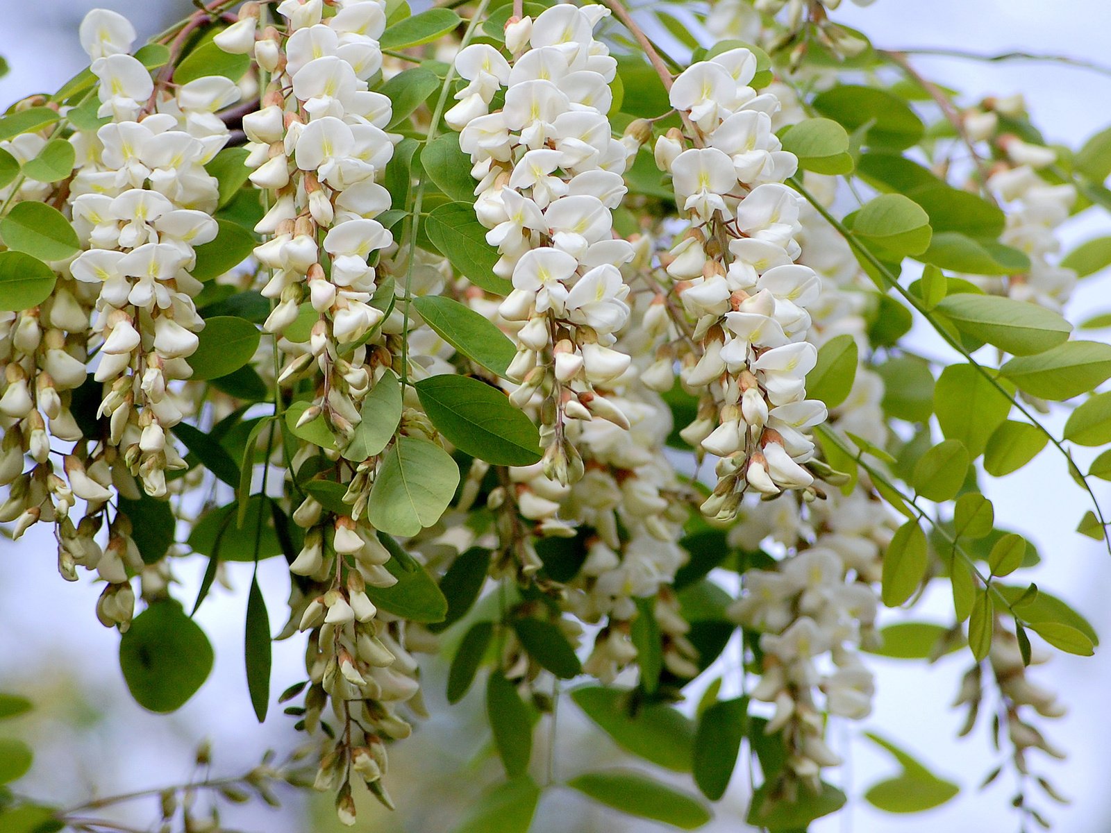 Обои цветы, зелень, ветки, букет, ваза, акация, акация белая, flowers, greens, branches, bouquet, vase, acacia разрешение 2560x1600 Загрузить