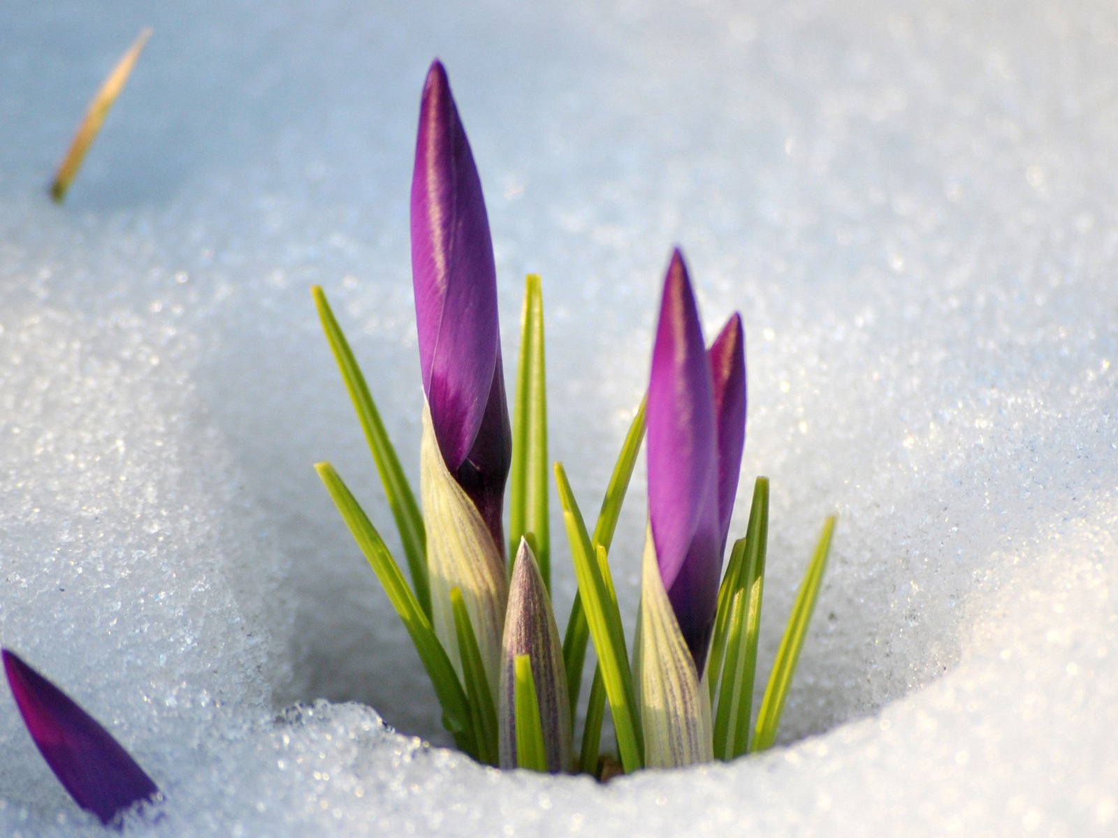 Обои цветы, снег, весна, стебель, подснежники, крокусы, flowers, snow, spri...