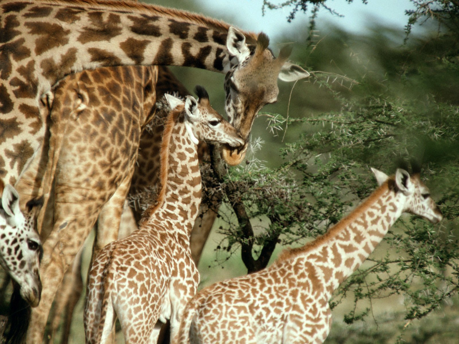 Обои природа, пятна, жираф, жирафы, шея, nature, spot, giraffe, giraffes, neck разрешение 1920x1200 Загрузить