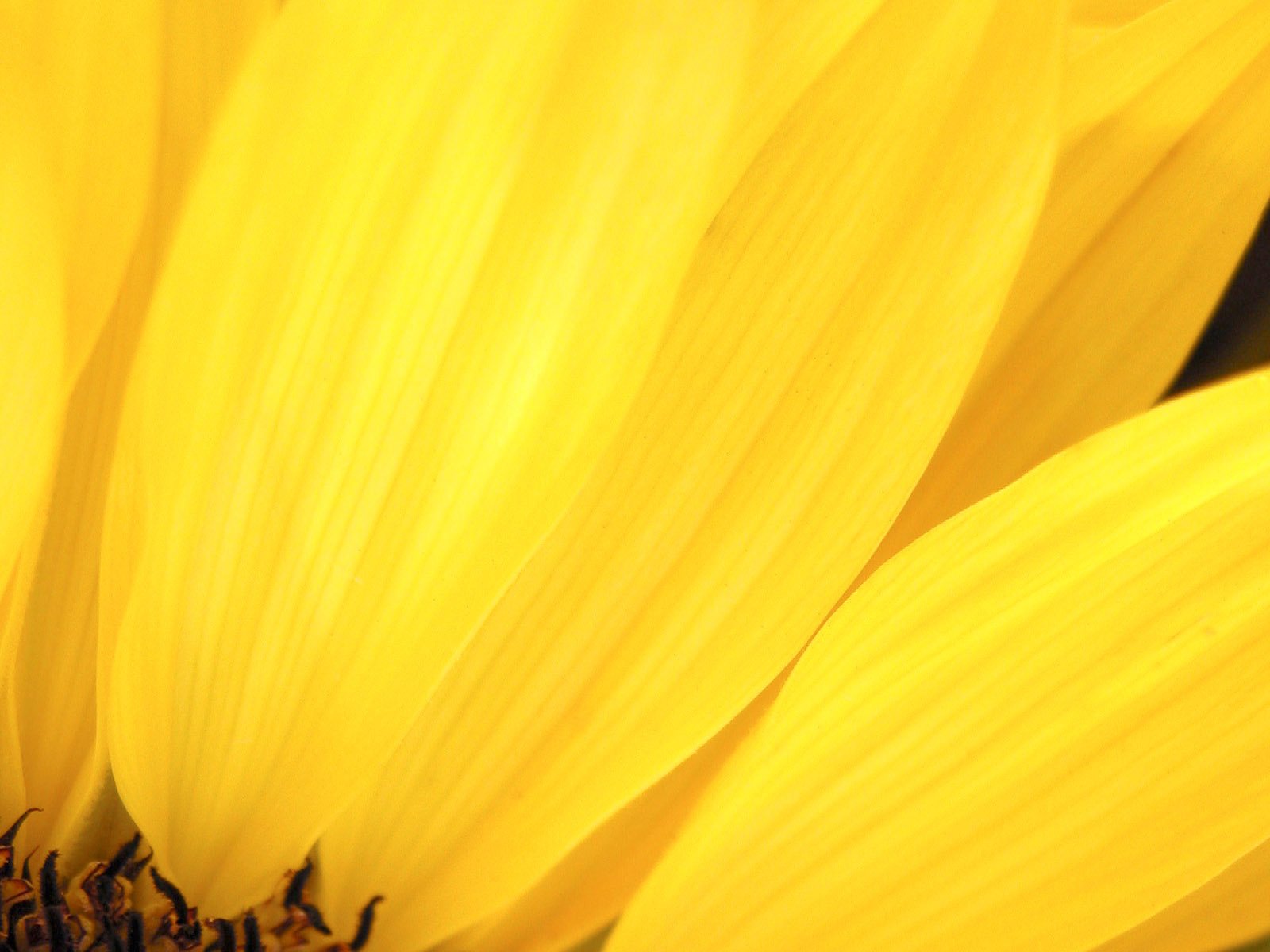 Обои цветок, лепестки, подсолнух, желтые, крупным планом, flower, petals, sunflower, yellow, closeup разрешение 1920x1200 Загрузить