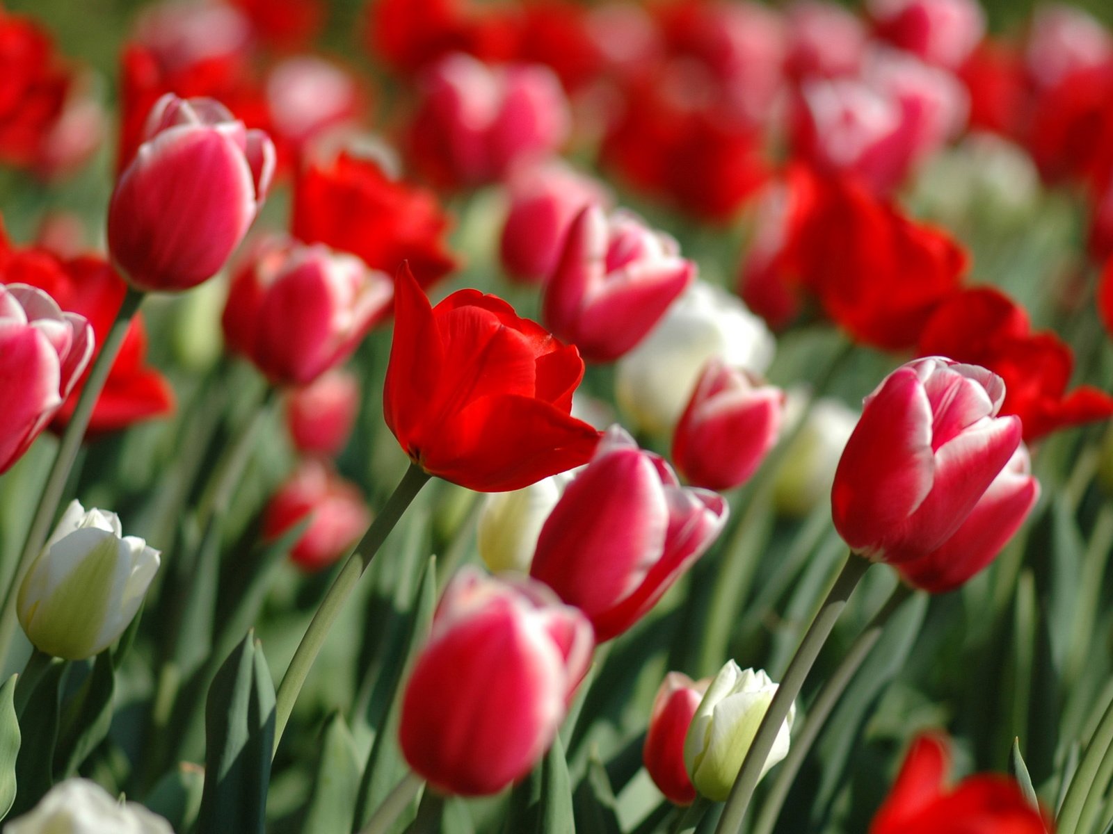 Обои цветы, весна, тюльпаны, flowers, spring, tulips разрешение 2560x1600 Загрузить