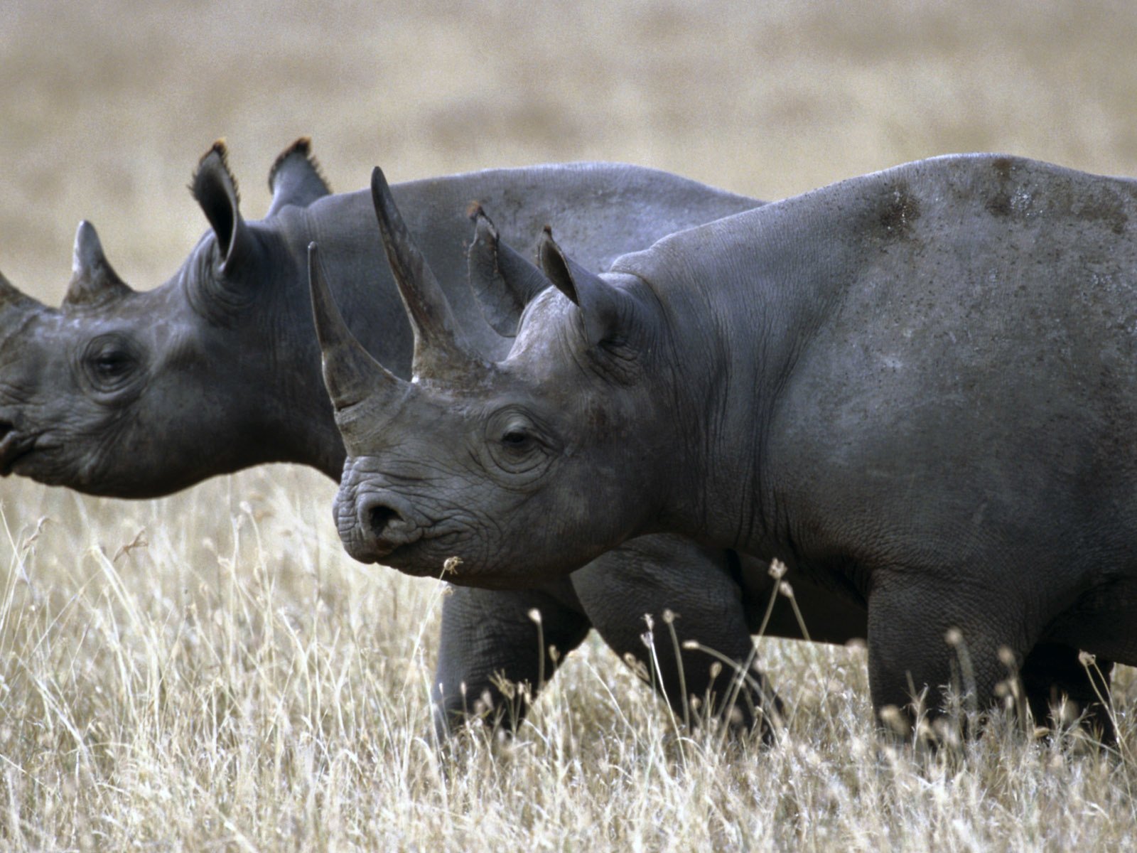 Обои трава, пара, прогулка, носорог, носороги, grass, pair, walk, rhino, rhinos разрешение 1920x1200 Загрузить