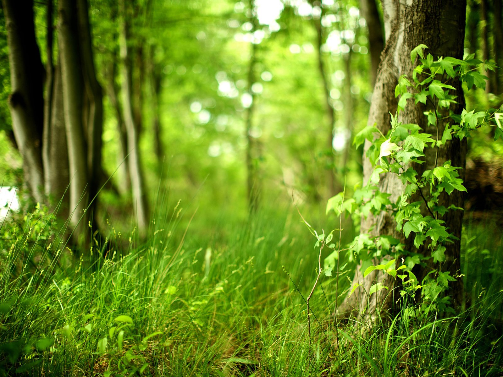 Обои трава, деревья, лес, лето, grass, trees, forest, summer разрешение 1920x1200 Загрузить