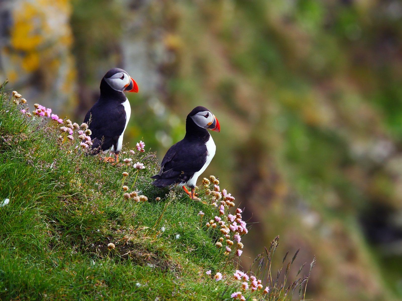 Обои птицы, атлантический тупик, fratercula arctica, puffin, birds, atlantic puffin разрешение 1920x1280 Загрузить