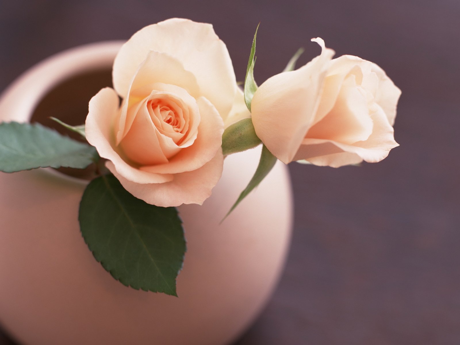 Обои цветы, листья, розы, роза, лепестки, розовые, ваза, flowers, leaves, roses, rose, petals, pink, vase разрешение 2560x1920 Загрузить