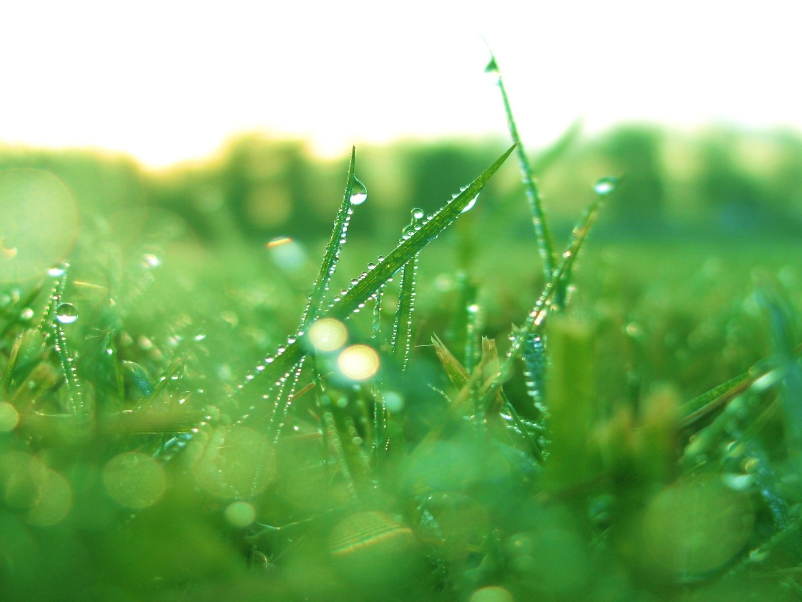 Обои трава, природа, макро, роса, капли, растение, grass, nature, macro, rosa, drops, plant разрешение 2048x1280 Загрузить