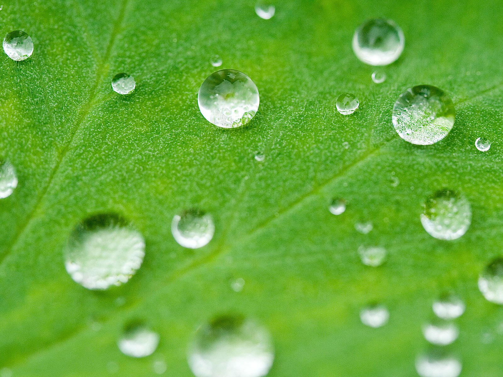 Обои природа, макро, роса, капли, лист, зеленый лист, капельки росы, nature, macro, rosa, drops, sheet, green leaf, drops of dew разрешение 1920x1200 Загрузить