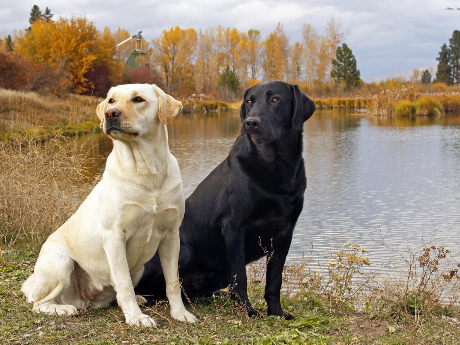 Обои вода, озеро, природа, собаки, лабрадор ретривер, water, lake, nature, dogs, labrador retriever разрешение 1920x1200 Загрузить