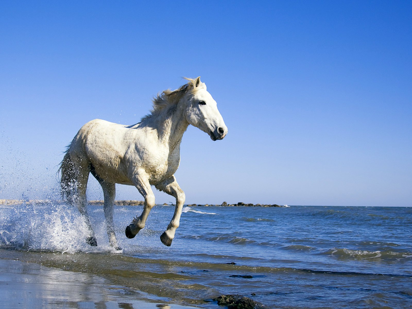 Обои лошадь, вода, берег, море, конь, horse, water, shore, sea разрешение 1920x1200 Загрузить