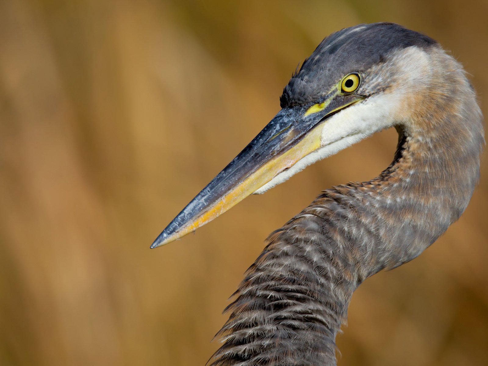 Обои птица, клюв, шея, цапля, bird, beak, neck, heron разрешение 1920x1200 Загрузить