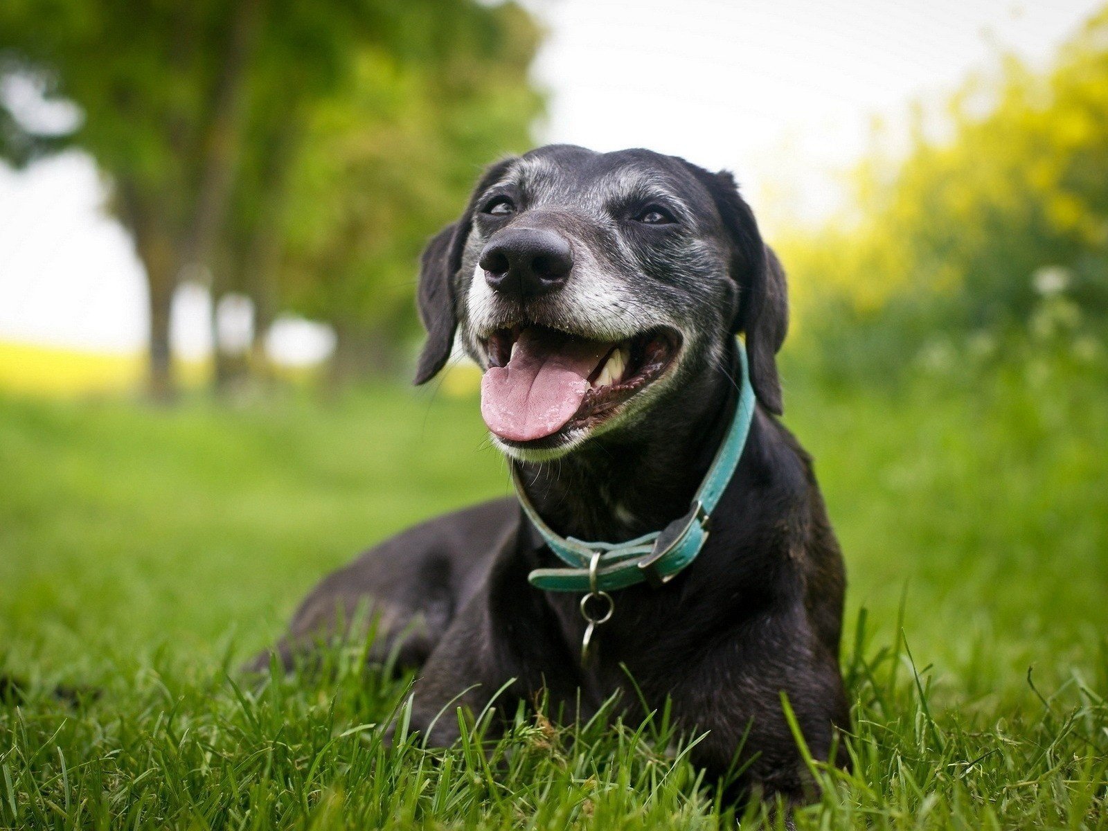 Обои трава, черный, собака, ошейник, лабрадор-ретривер, пес отдыхает, grass, black, dog, collar, labrador retriever, dog resting разрешение 1920x1200 Загрузить