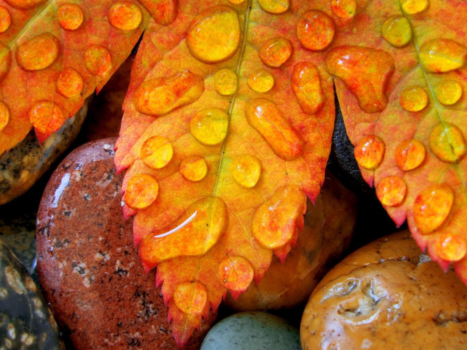 Обои камни, листья, капли, осень, лист, клен, stones, leaves, drops, autumn, sheet, maple разрешение 1920x1200 Загрузить