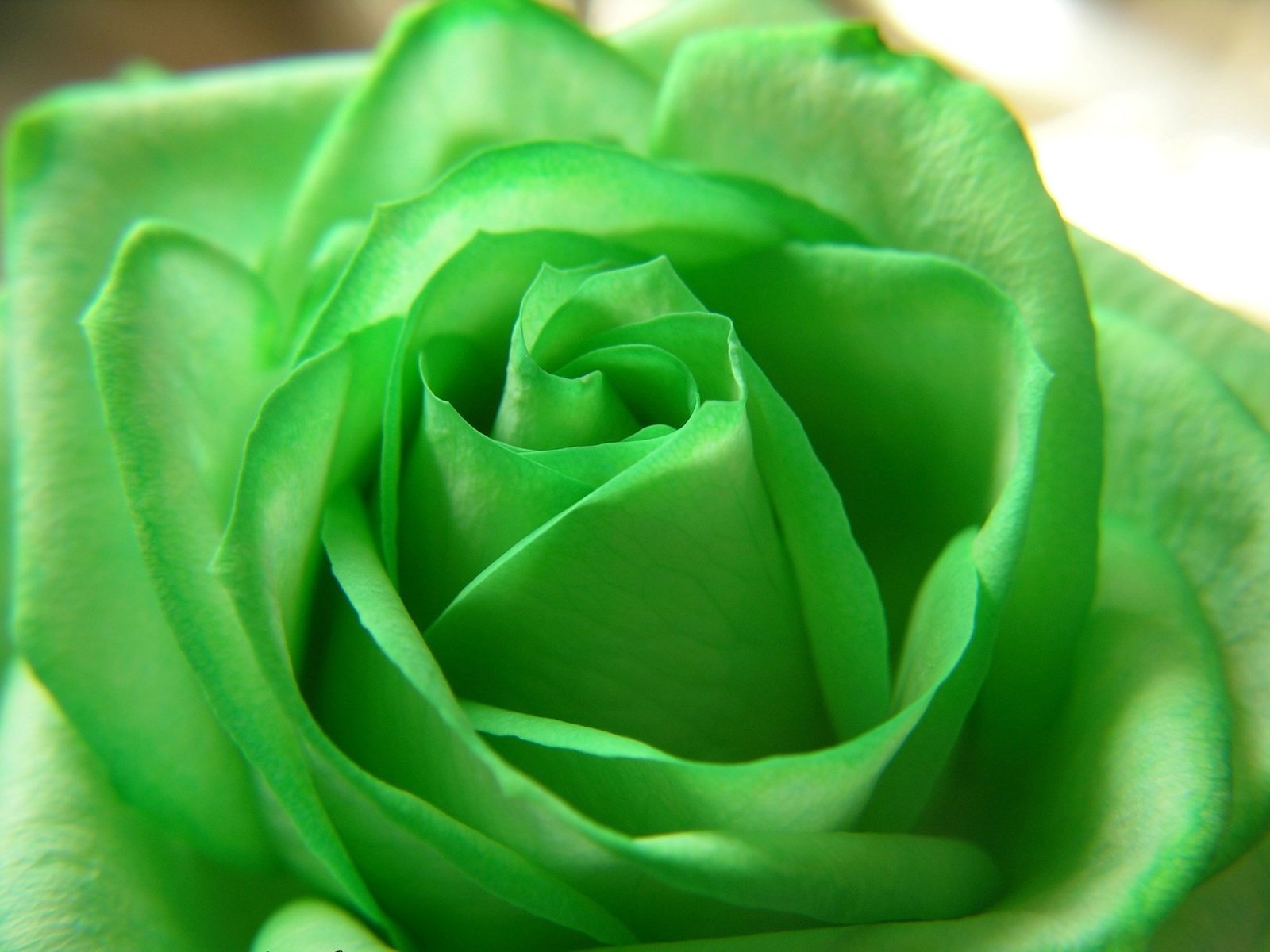 Обои цветок, роза, beautiful nature wallpapers, цветком, грин, зеленая роза, flower, rose, green, green rose разрешение 1920x1421 Загрузить