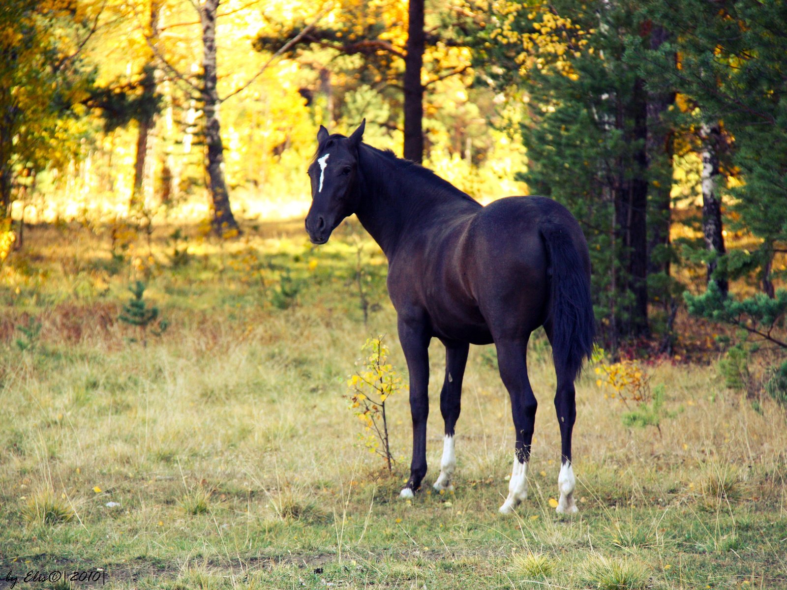 Обои лошадь, вечер, закат, осень, конь, белая метка, horse, the evening, sunset, autumn, white label разрешение 1920x1280 Загрузить