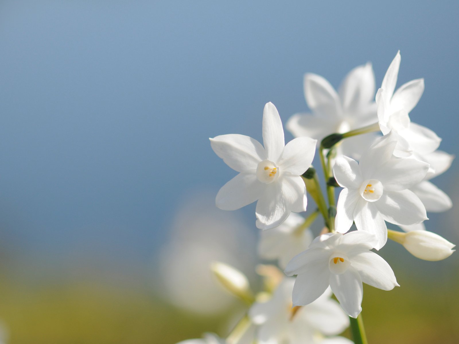 Обои белый, нарцисс, white, narcissus разрешение 1920x1275 Загрузить