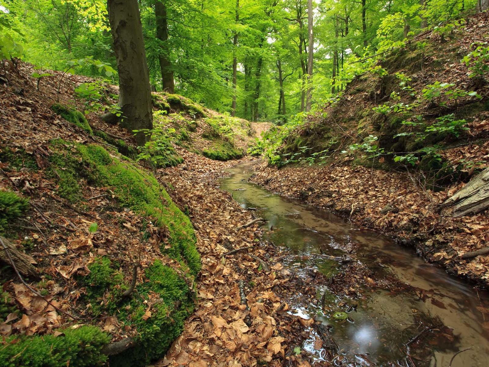 Обои лес, ручей, forest, stream разрешение 1920x1200 Загрузить