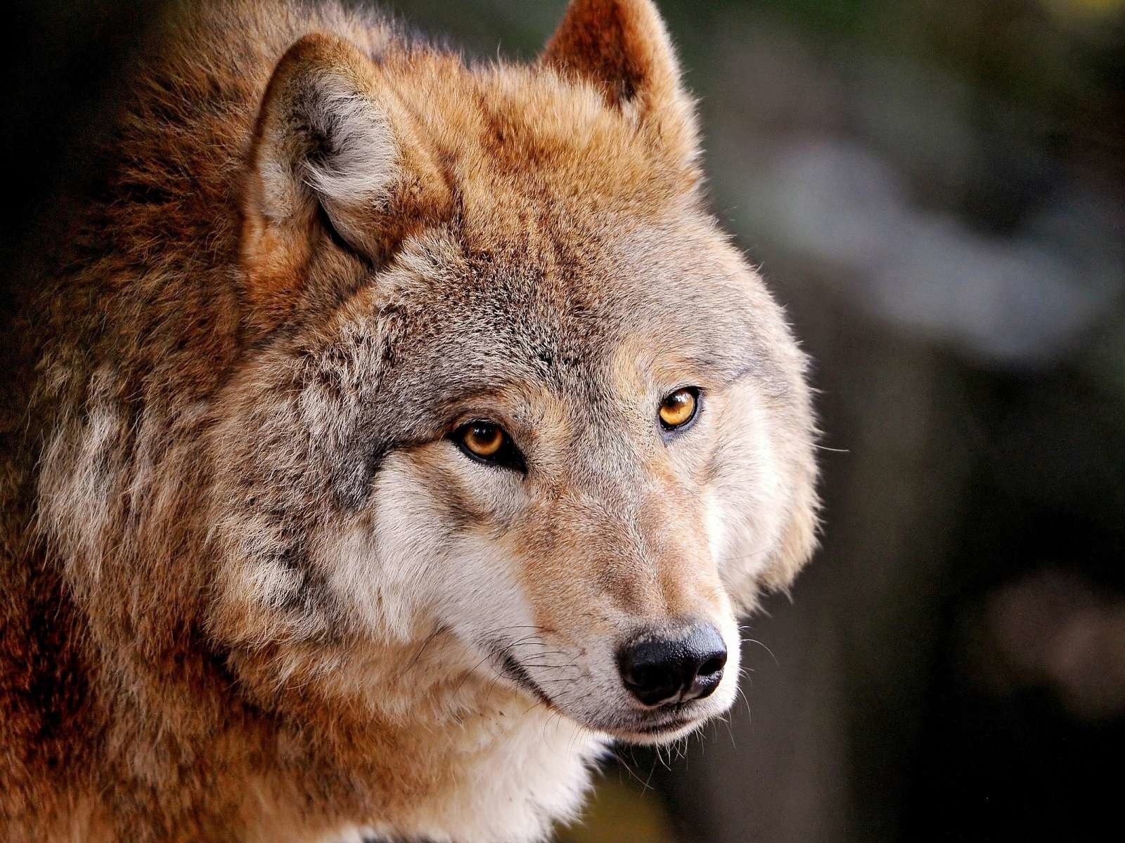 Обои глаза, морда, природа, взгляд, хищник, волк, eyes, face, nature, look, predator, wolf разрешение 1920x1200 Загрузить