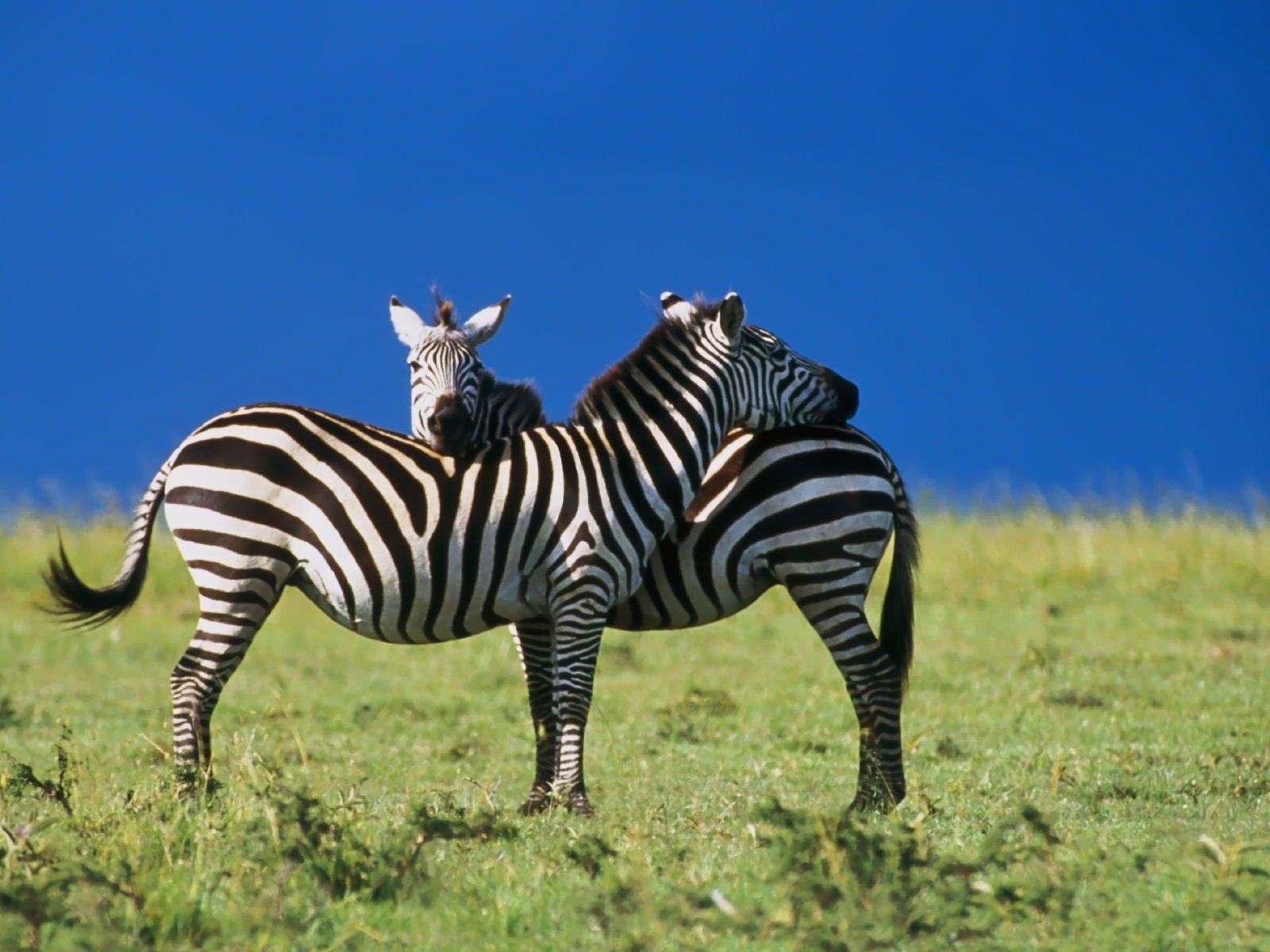 Обои зебра, любовь, zebra, love разрешение 1920x1200 Загрузить