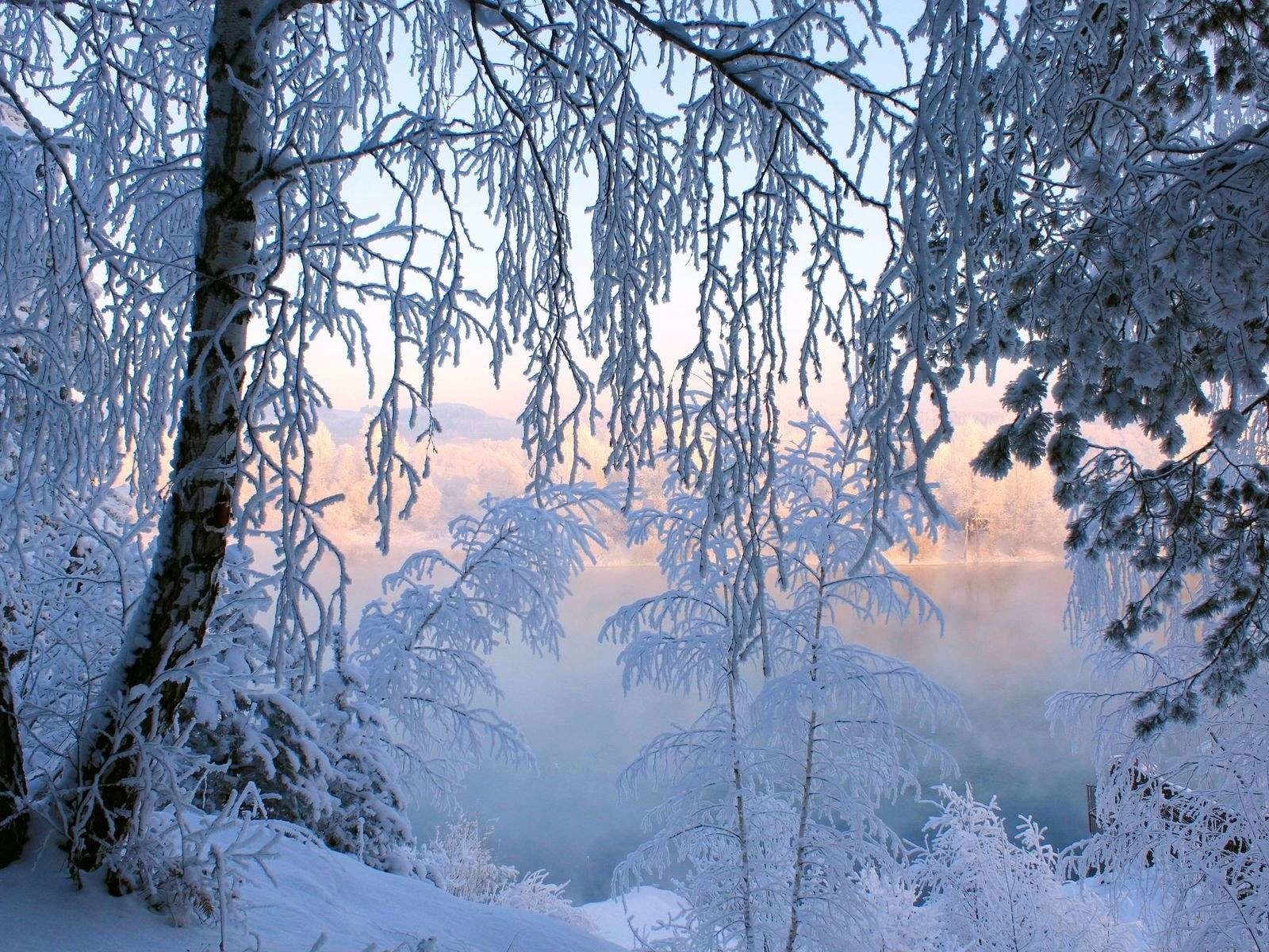 Обои деревья, снег, лес, зима, иней, trees, snow, forest, winter, frost разрешение 1920x1200 Загрузить