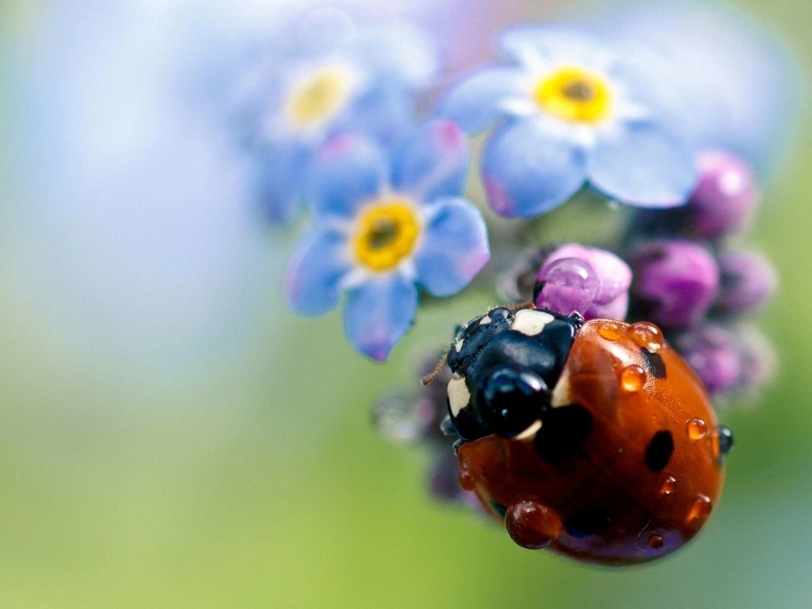 Обои жук, цветок, капли, насекомые, божья коровка, незабудка, beetle, flower, drops, insects, ladybug, forget-me-not разрешение 1920x1200 Загрузить