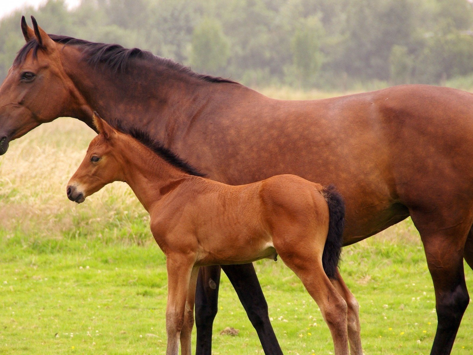 Обои лошадь, трава, лошади, кони, жеребенок, horse, grass, horses, foal разрешение 1920x1200 Загрузить