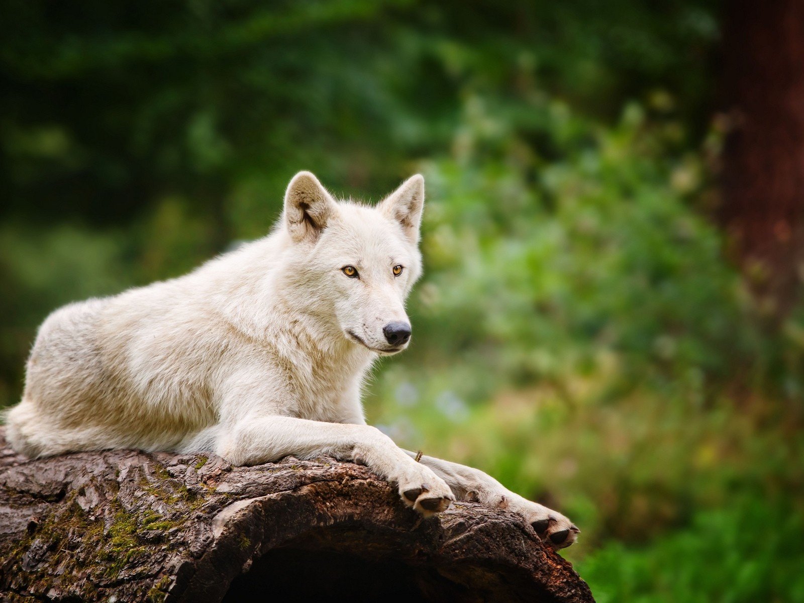 Обои природа, лес, белый, размытость, хищник, волк, nature, forest, white, blur, predator, wolf разрешение 1920x1200 Загрузить