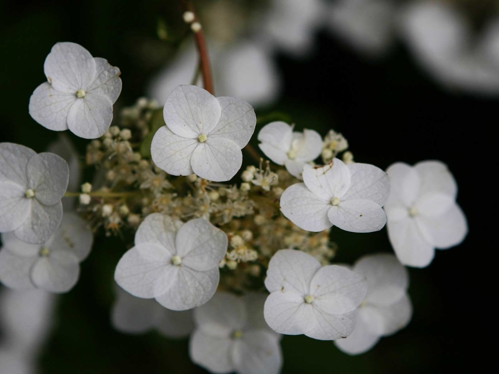 Обои цветы, макро, черный фон, белые, гортензия, flowers, macro, black background, white, hydrangea разрешение 1920x1200 Загрузить