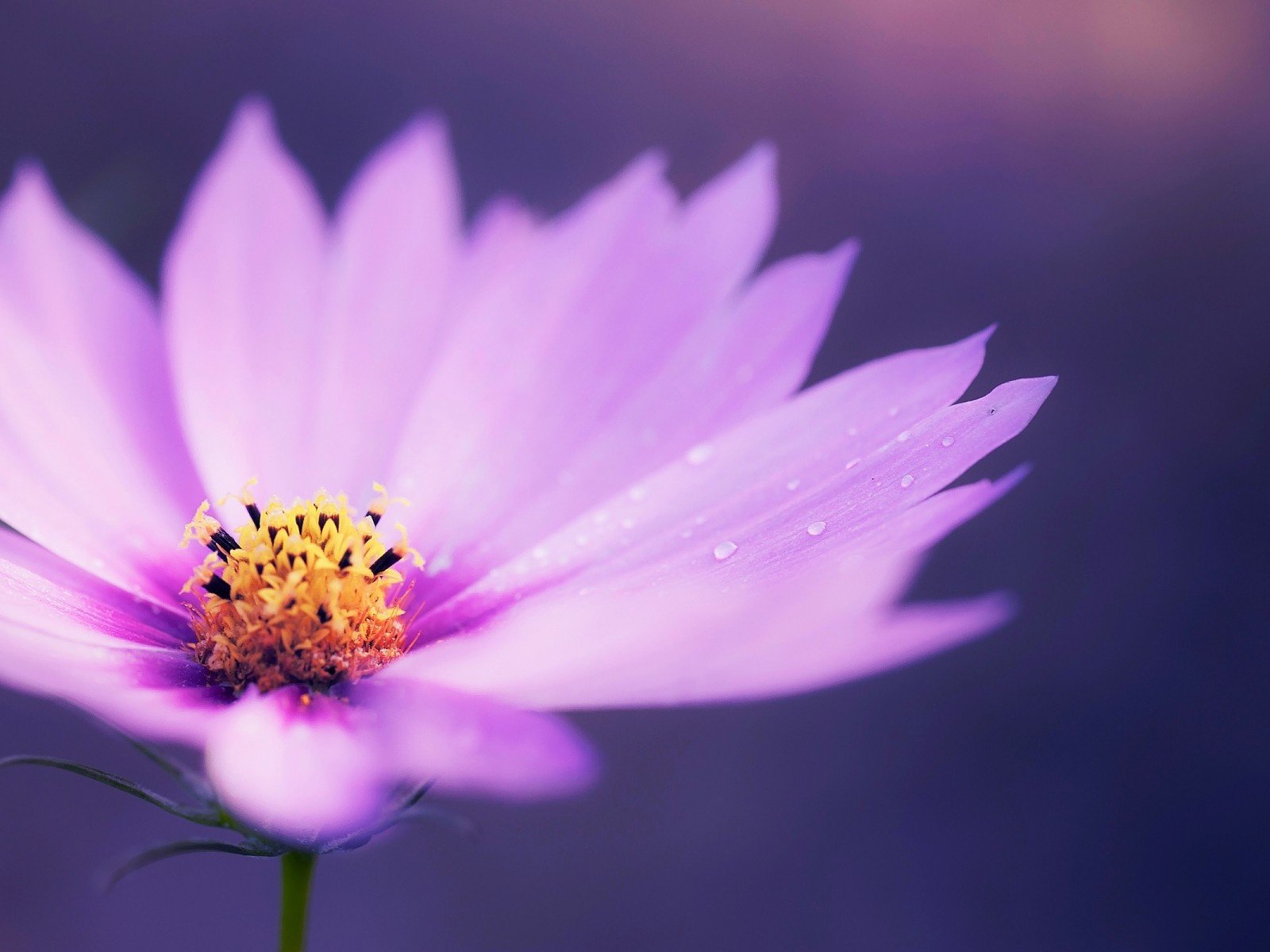 Обои макро, цветок, капли, лепестки, ромашка, сиреневая, macro, flower, drops, petals, daisy, lilac разрешение 1920x1200 Загрузить