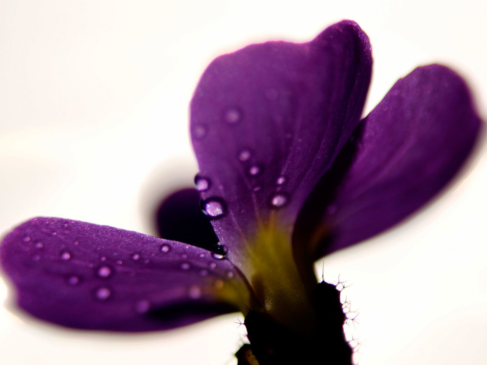 Обои макро, цветок, капли, лепестки, фиолетовый, macro, flower, drops, petals, purple разрешение 1920x1200 Загрузить