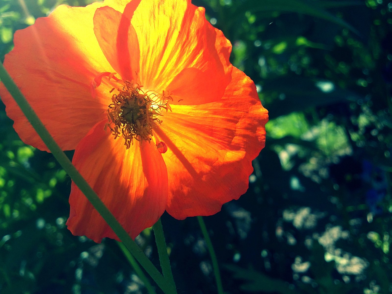 Обои зелень, макро, цветок, лето, мак, оранжевый, greens, macro, flower, summer, mac, orange разрешение 1920x1440 Загрузить