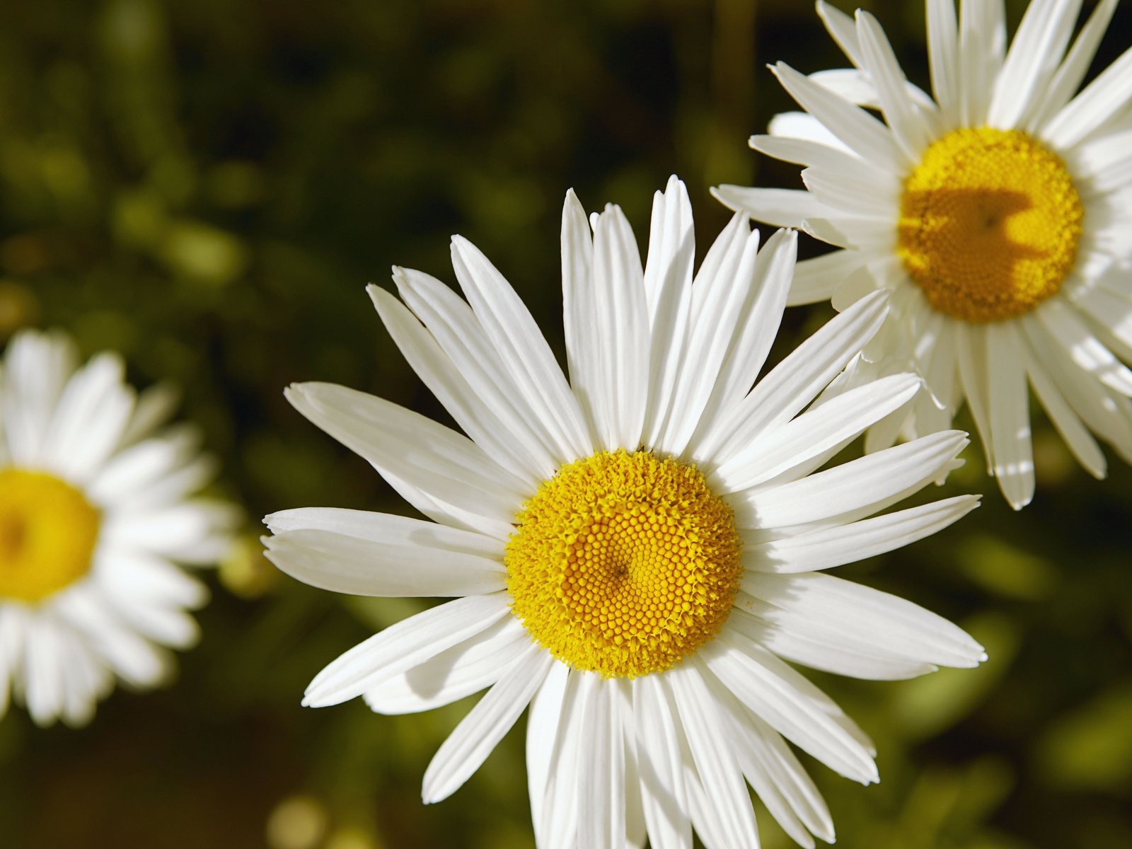 Обои цветы, природа, лепестки, ромашки, белые, flowers, nature, petals, chamomile, white разрешение 5411x3600 Загрузить