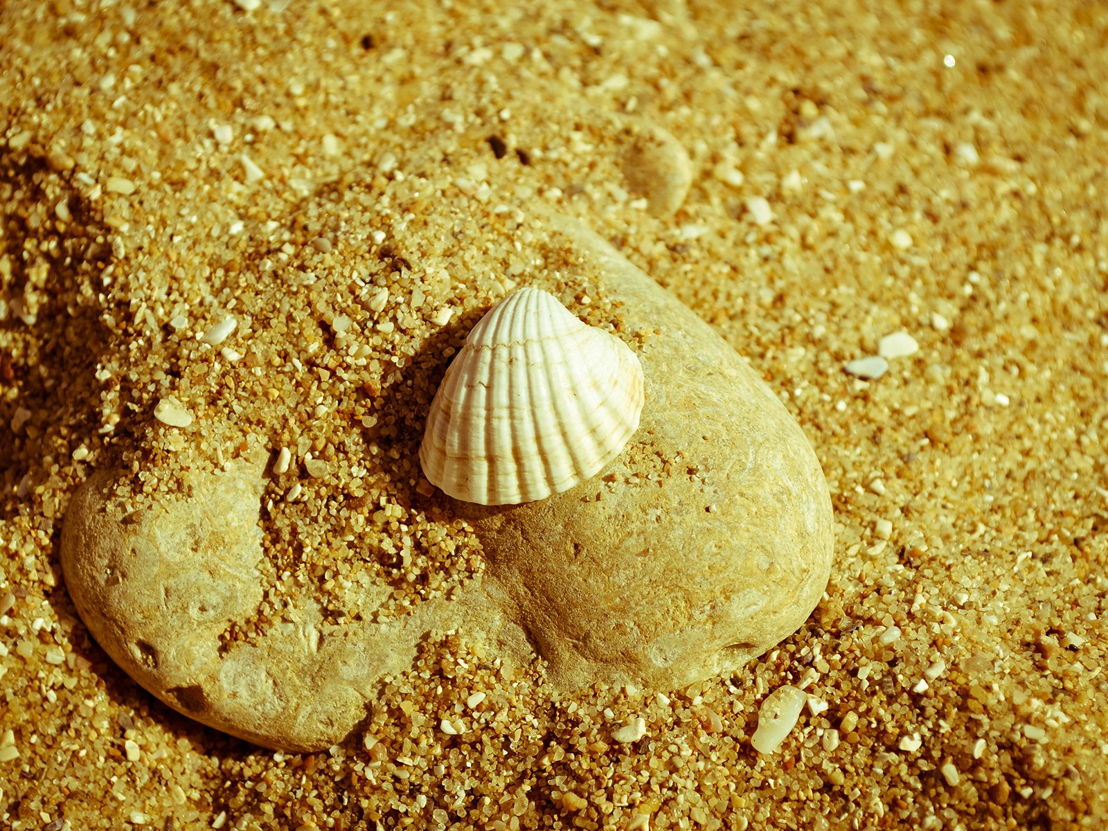 Обои природа, макро, песок, пляж, камень, ракушка, nature, macro, sand, beach, stone, shell разрешение 1920x1200 Загрузить