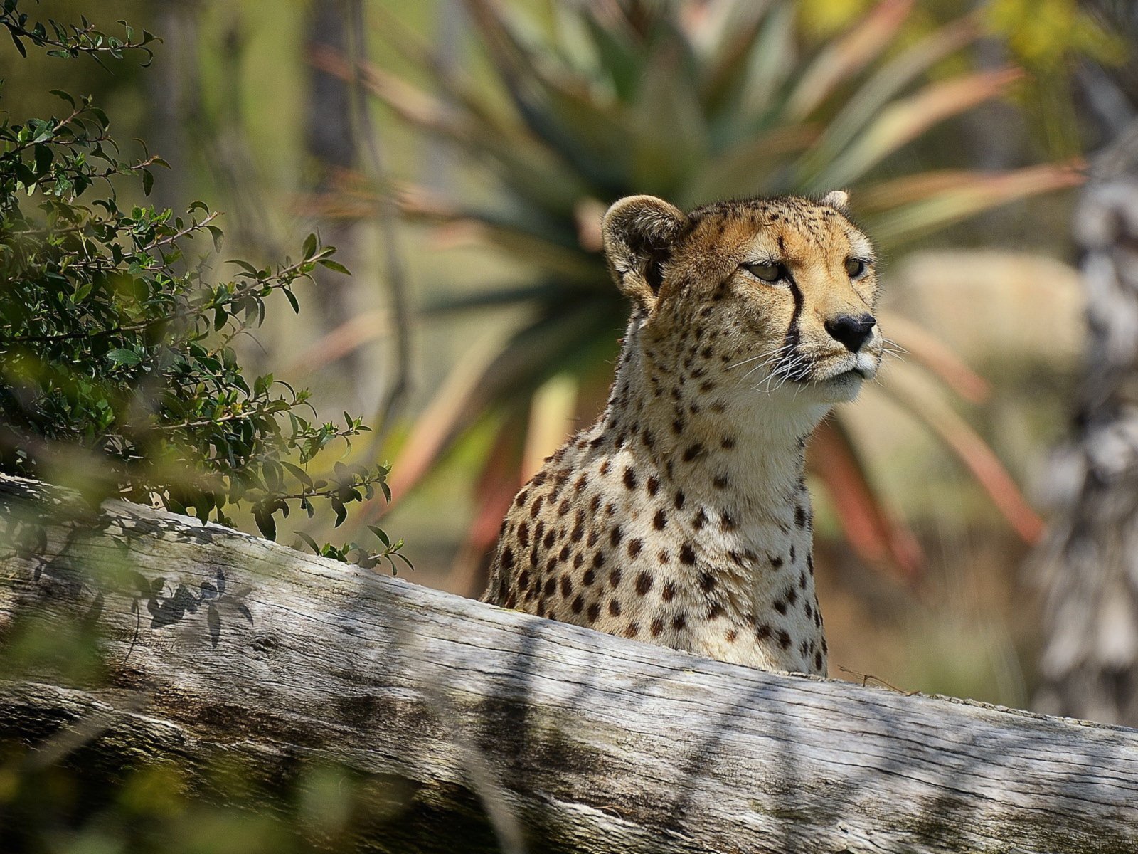 Обои морда, взгляд, хищник, интерес, гепард, face, look, predator, interest, cheetah разрешение 1920x1200 Загрузить