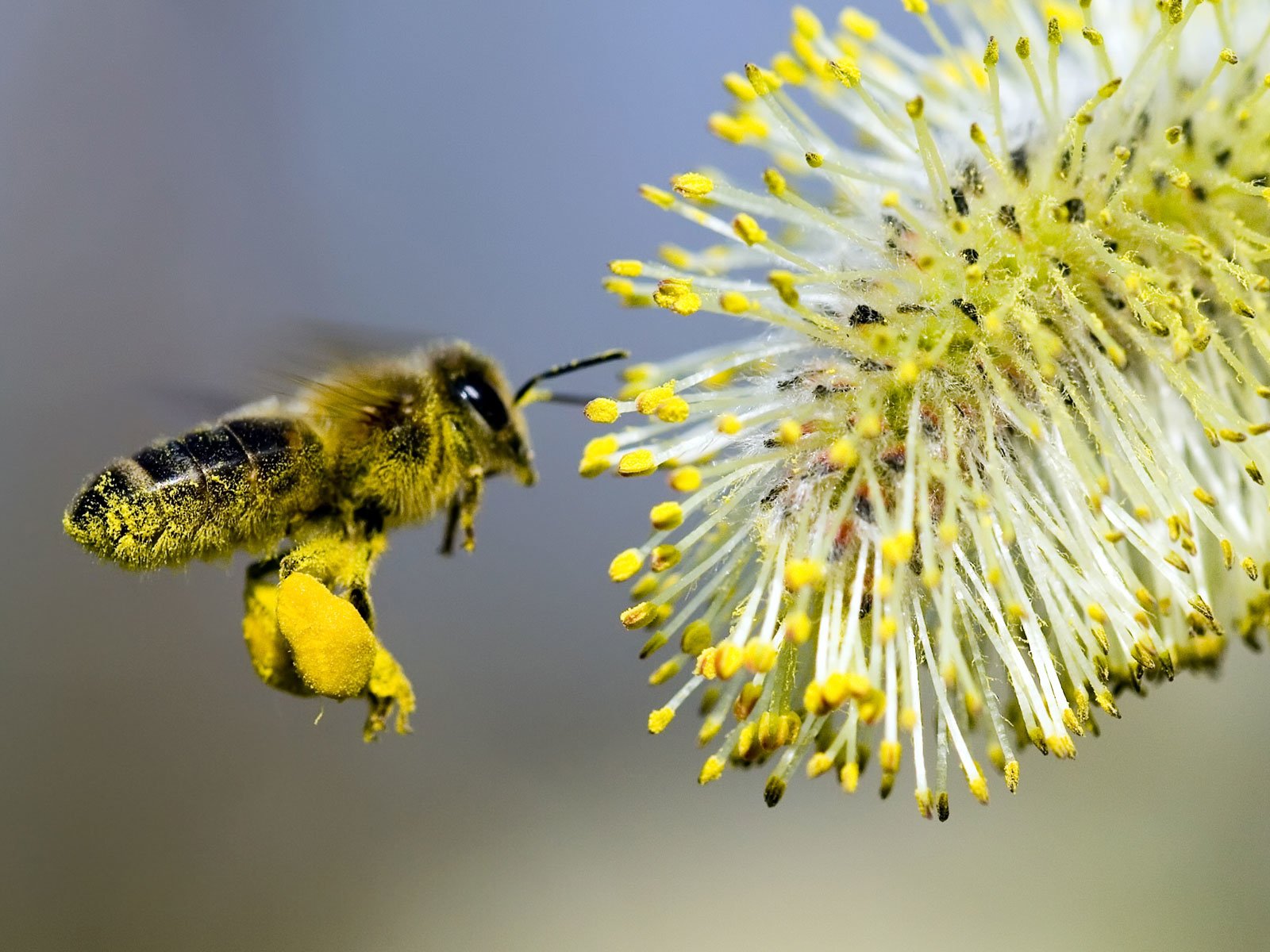 Обои макро, насекомые, пчела, нектар, верба, опыление, macro, insects, bee, nectar, verba, pollination разрешение 1920x1200 Загрузить