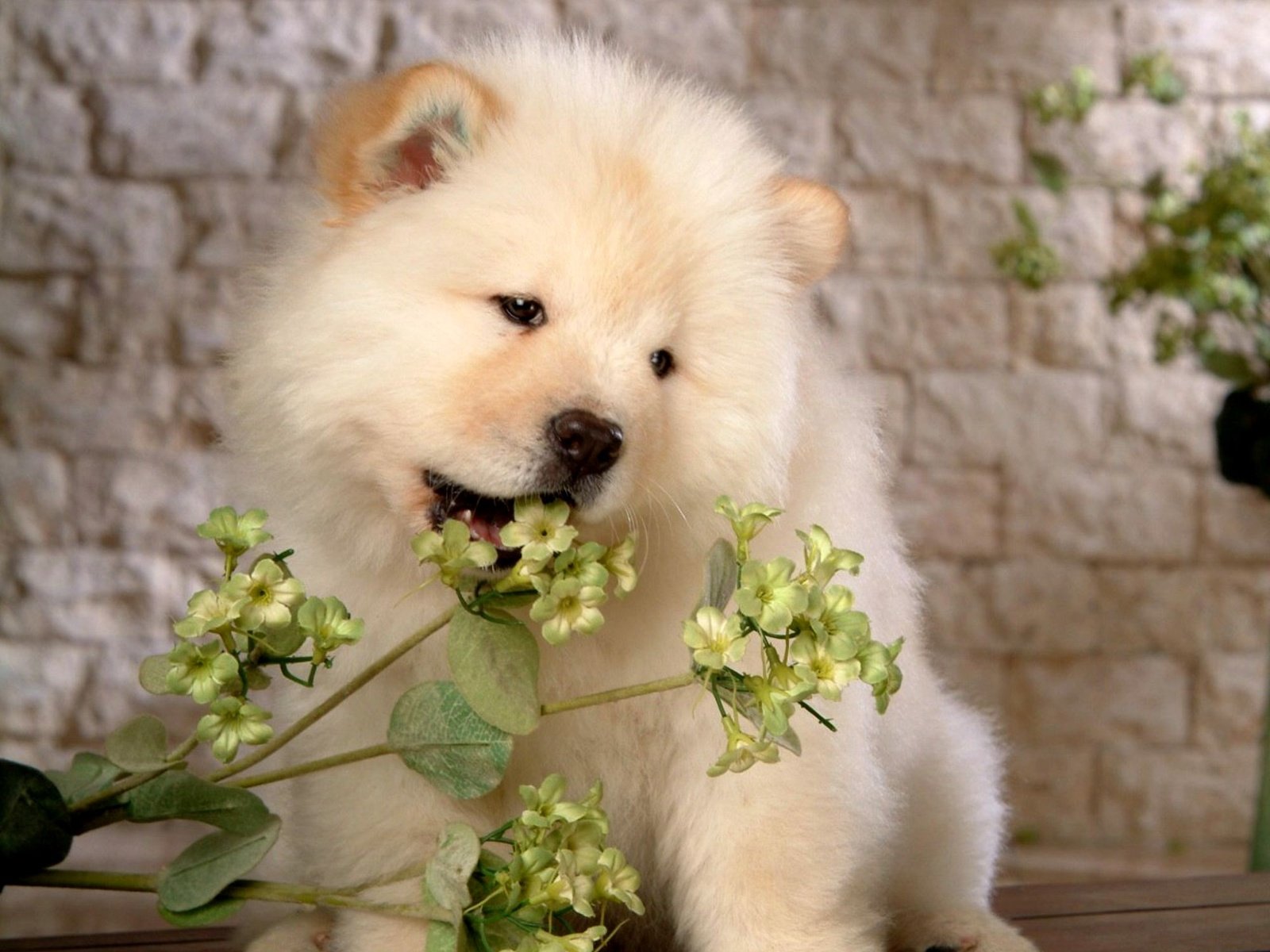Обои собака, щенок, белая стена, чао-чао, чау-чау, dog, puppy, white wall, chao-chao, chow разрешение 2000x1530 Загрузить