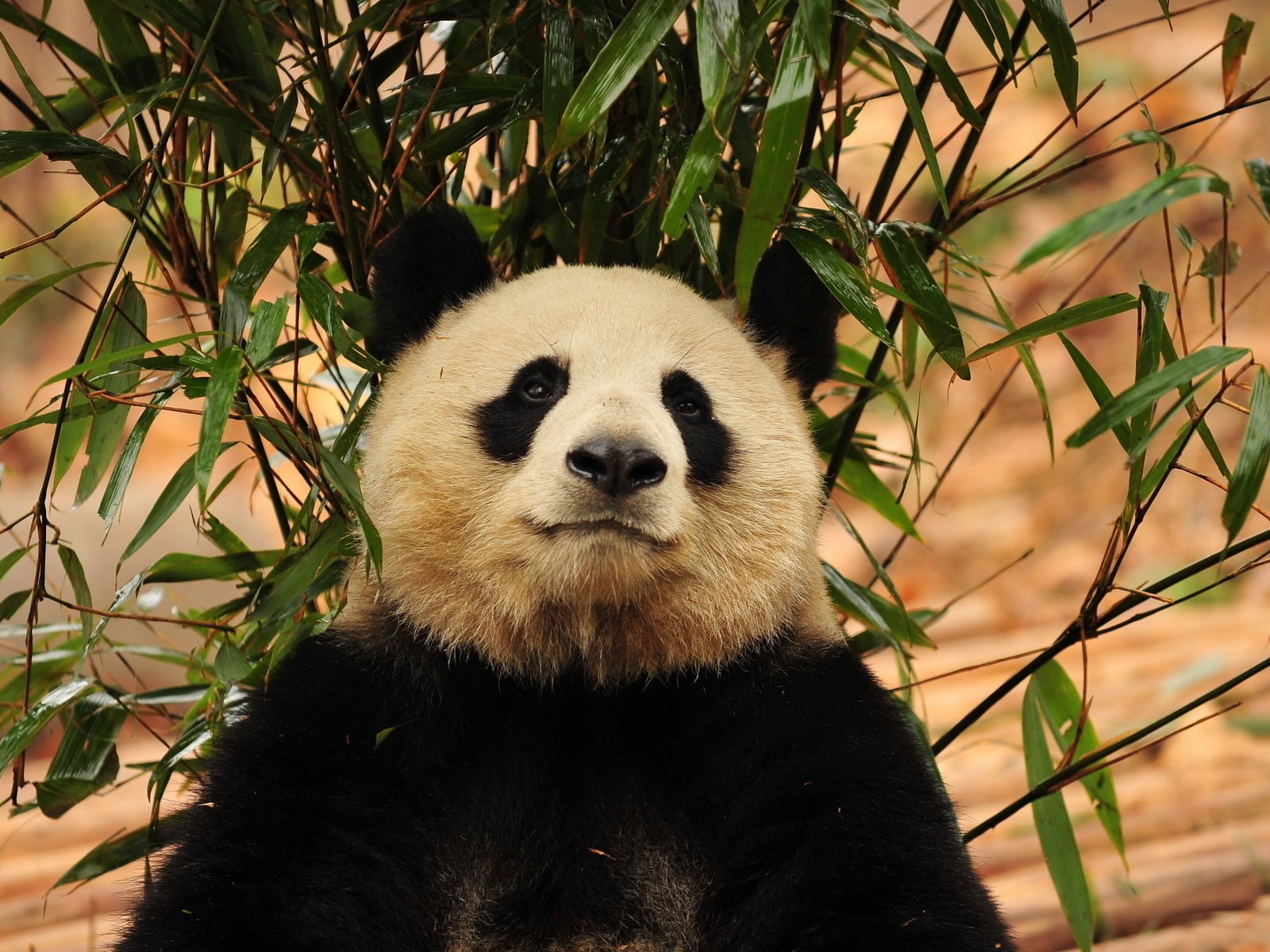 Обои морда, зелень, листья, панда, бамбук, бамбуковый медведь, большая панда, face, greens, leaves, panda, bamboo, bamboo bear, the giant panda разрешение 1920x1200 Загрузить