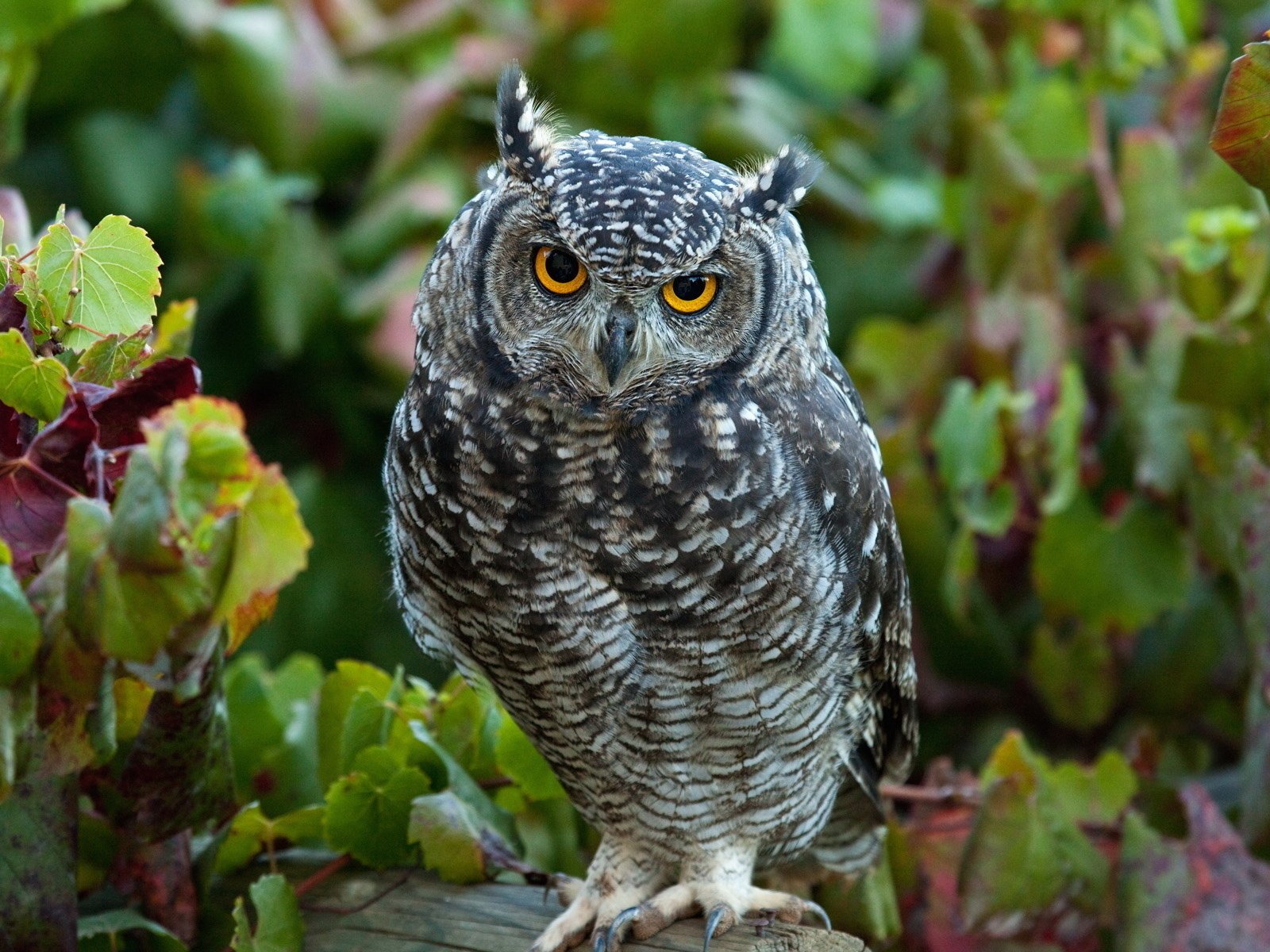 Обои сова, лес, листья, взгляд, птица, бревно, филин, оперение, owl, forest, leaves, look, bird, log, tail разрешение 1920x1200 Загрузить