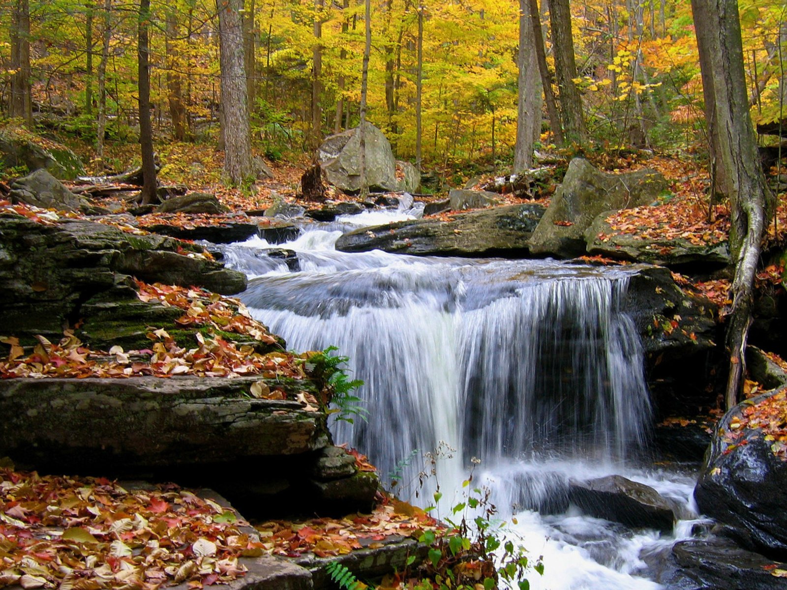 Обои деревья, камни, лес, листья, ручей, водопад, осень, trees, stones, forest, leaves, stream, waterfall, autumn разрешение 1920x1200 Загрузить