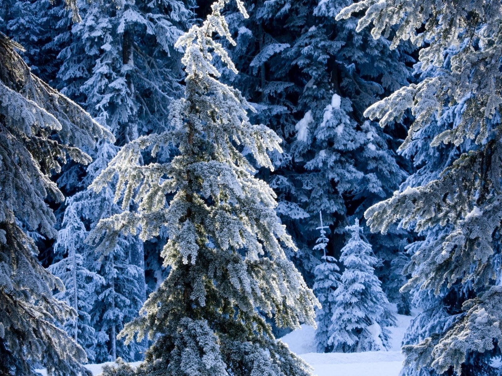 temperate deciduous forest trees winter