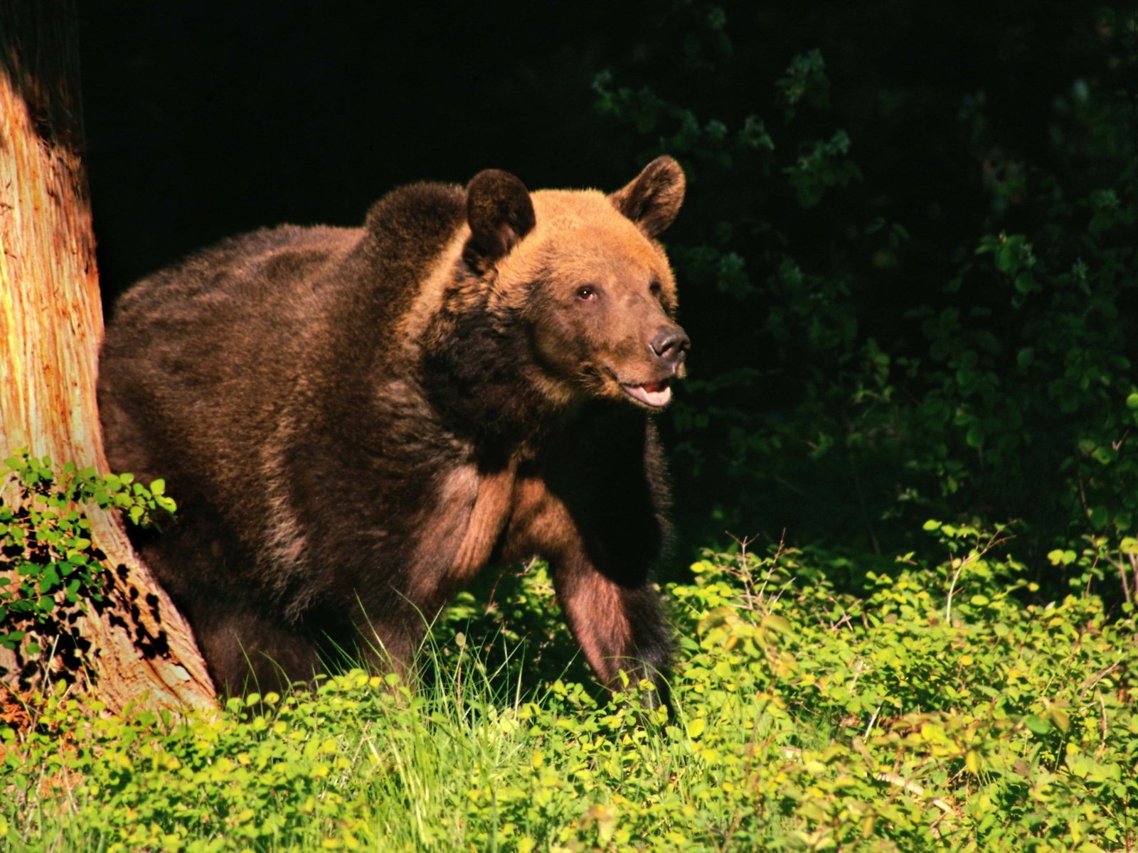 Обои дерево, лес, лето, медведь, бурый медведь, tree, forest, summer, bear, brown bear разрешение 2560x1600 Загрузить