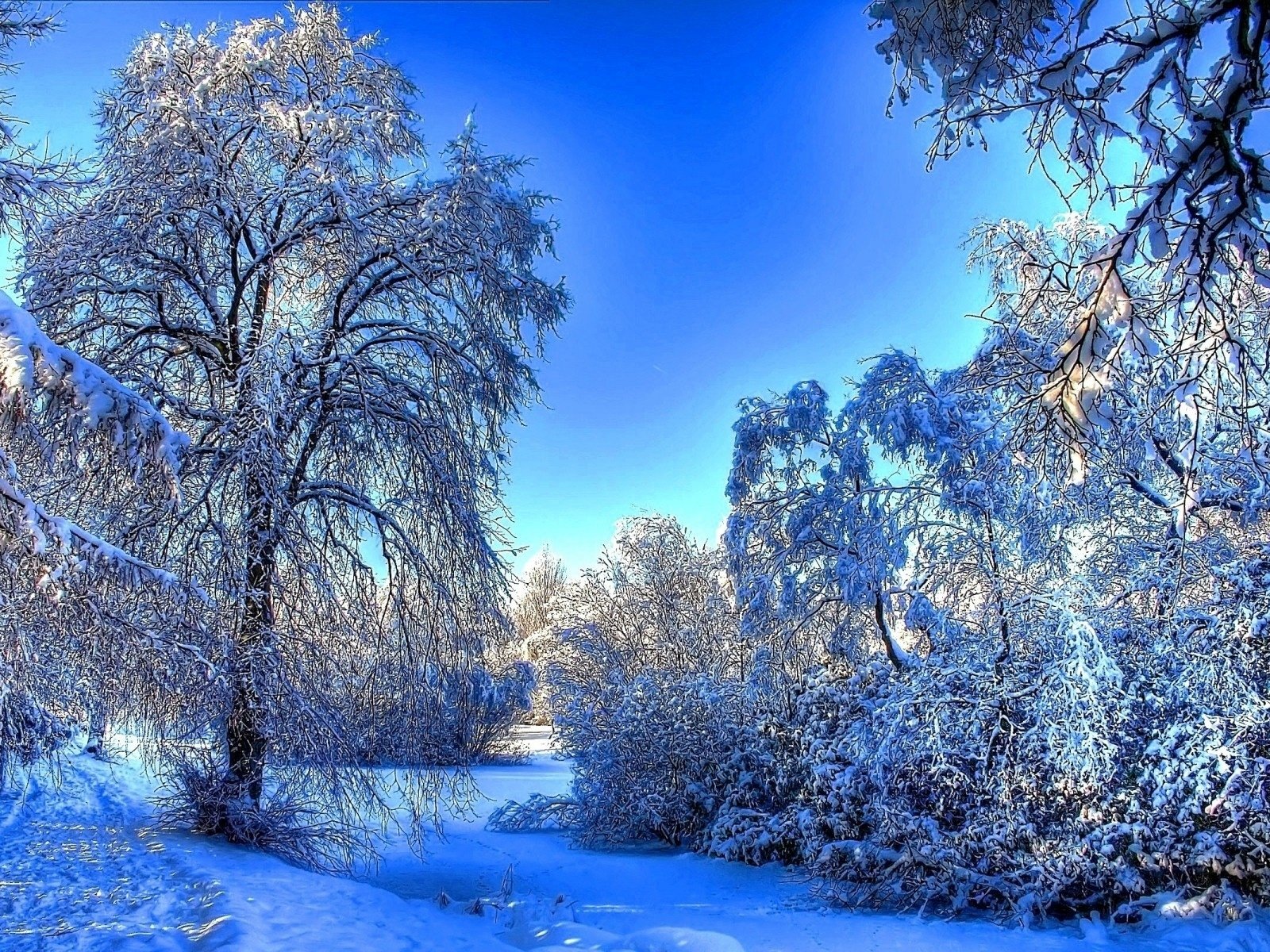 Скачать обои деревья, снег, природа, зима, утро разрешение 1600x1200 #42197