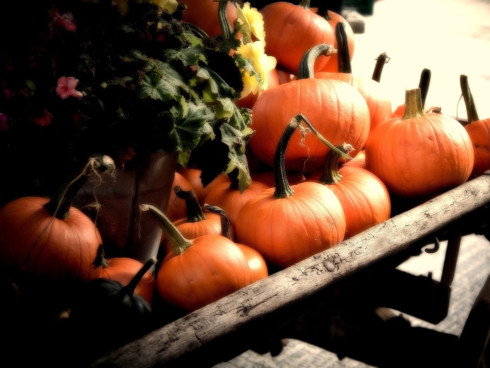 Обои осень, урожай, овощи, тыква, телега, autumn, harvest, vegetables, pumpkin, cart разрешение 2560x1600 Загрузить